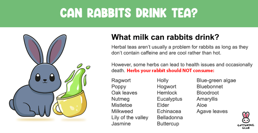 Can rabbits drink tea?
