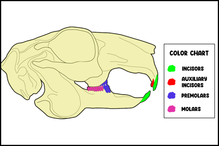 Rabbit Teeth Diagram