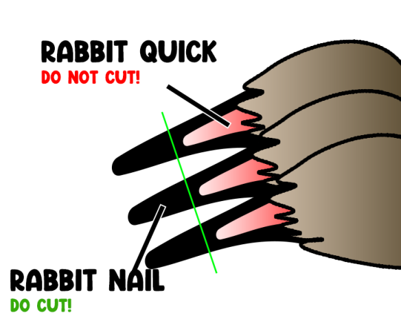 Rabbit Nail Cutting Diagram