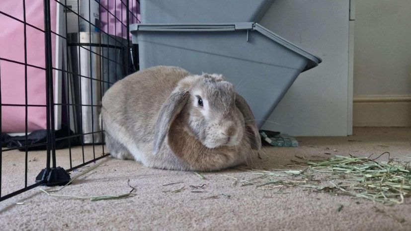 Rabbit Loafed on Carpet