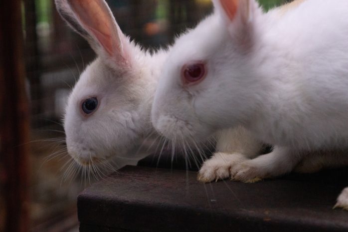Two Rabbits hanging out