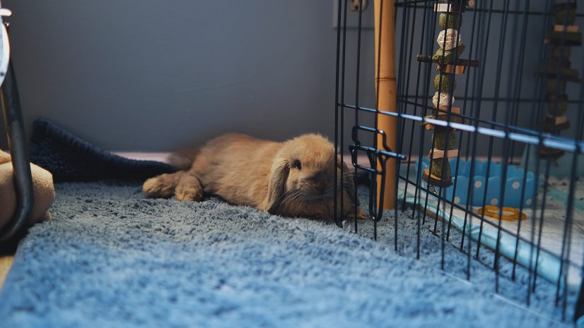 Rabbit inside indoor cage environment