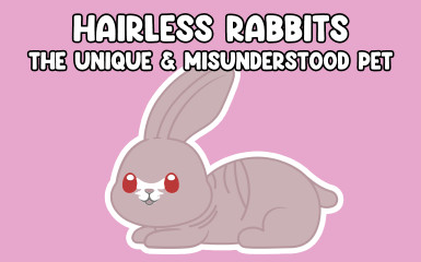 Hairless Rabbits