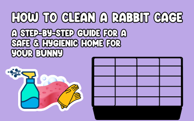 How to clean a rabbit cage