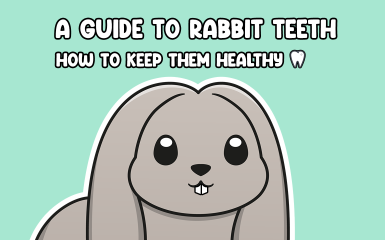 How to keep rabbit teeth healthy