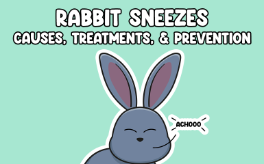 Rabbit Sneezes