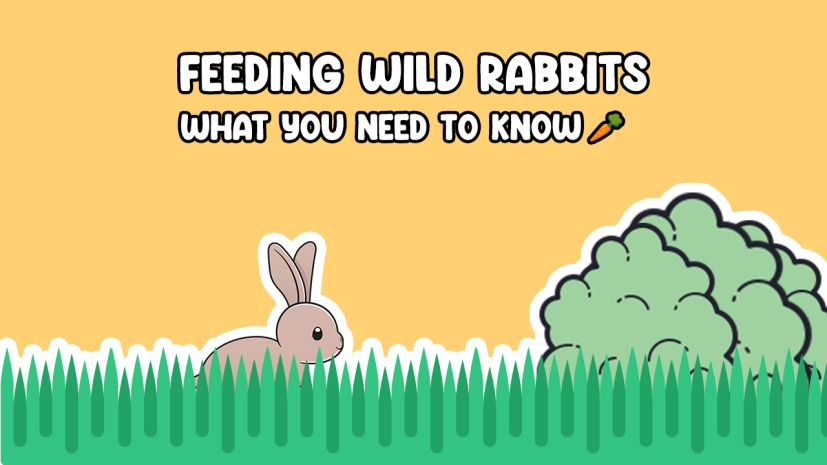 What to feed a wild rabbit