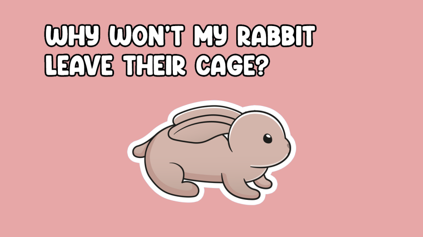 Why wont my rabbit leave their cage