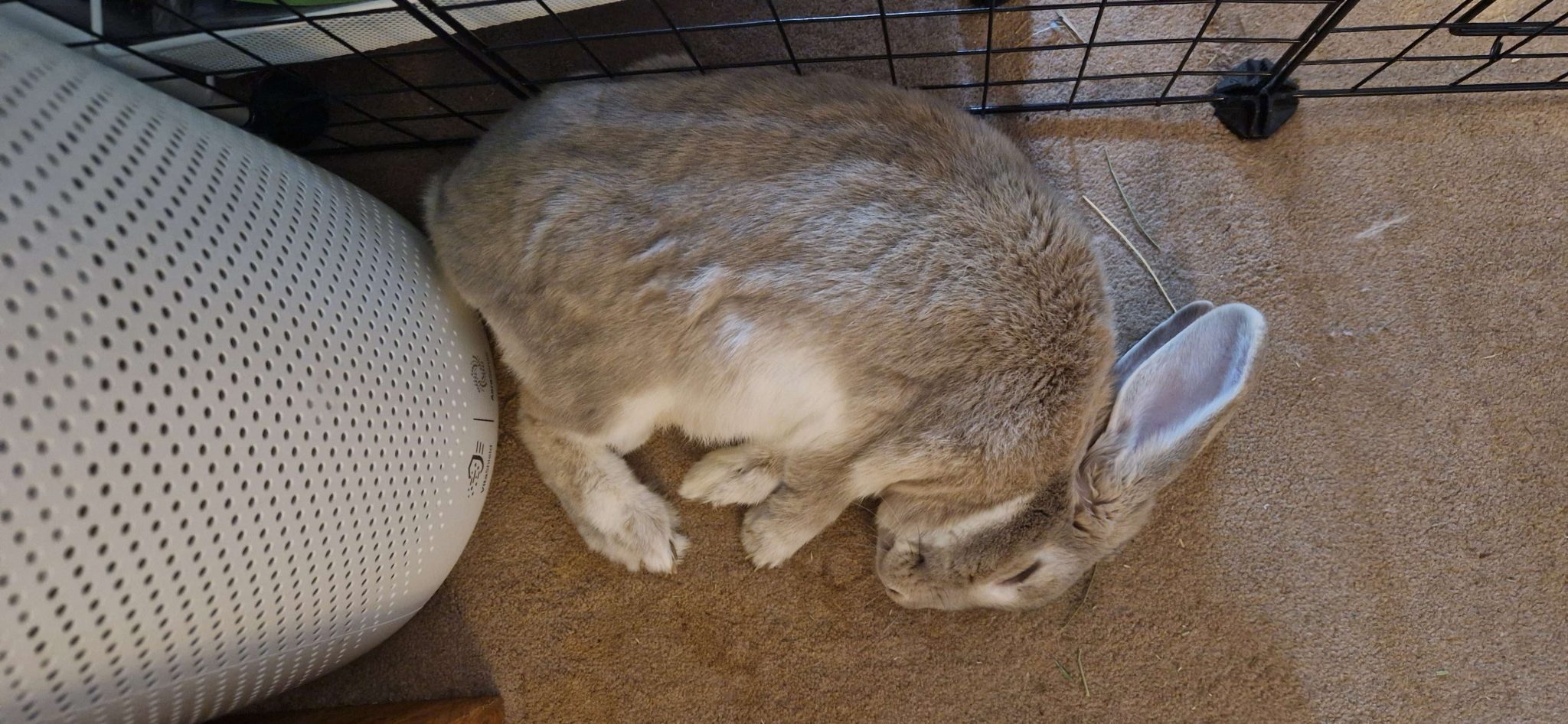 A Guide to Rabbits Sleeping Habits and Positions Cottontail Club