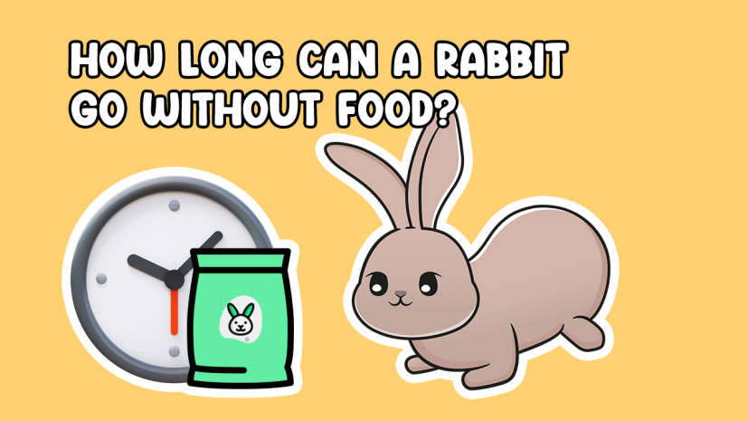 How Long can rabbits go without food