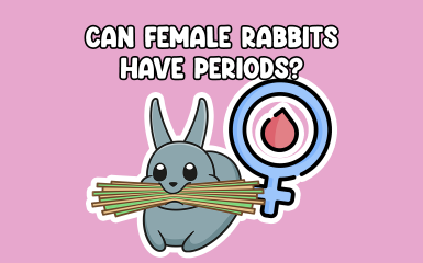 Can female rabbits have a period thumbnail