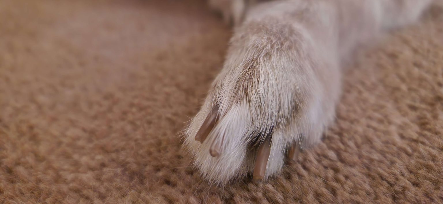 Webbed Foot Rabbit The truth about Rabbit wire bottom cages | Cottontail Club