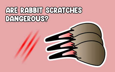 Are Rabbit Scratches Dangerous?