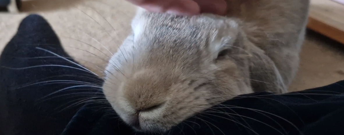Rabbit teeth grinding from being pet