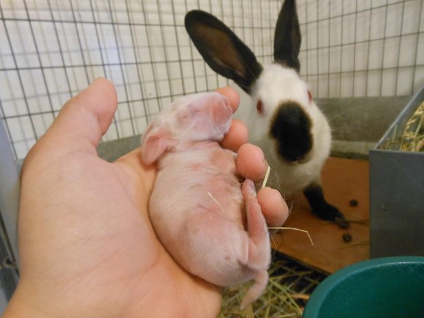 Baby rabbit in hand next to mother