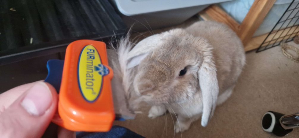 Rabbit with Furminator Brush