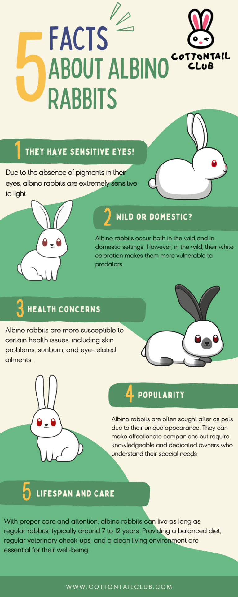 Everything you need to know about Albino Rabbits | Cottontail Club