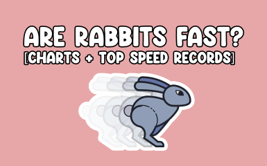Are Rabbits Fast? Thumbnail