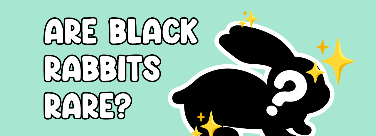 Are Black Rabbits Rare?