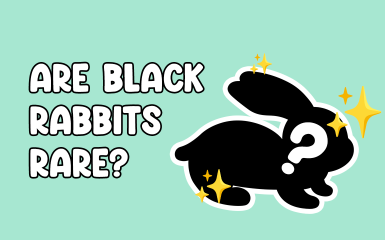 Are Black Rabbits Rare?