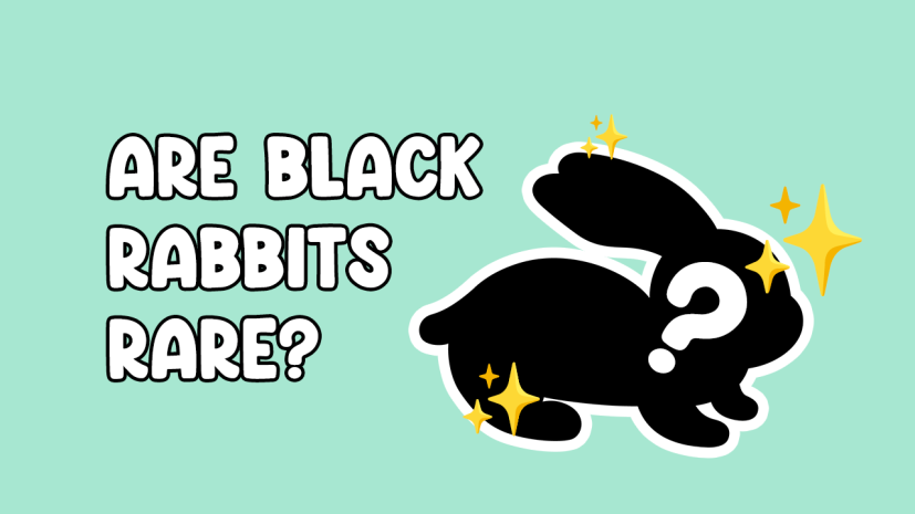Are Black Rabbits Rare?
