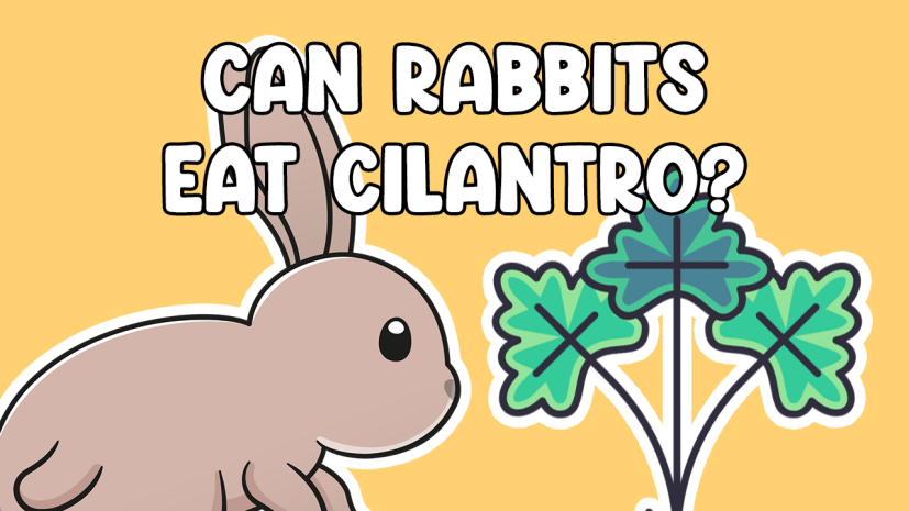 Can Rabbits Eat Cilantro