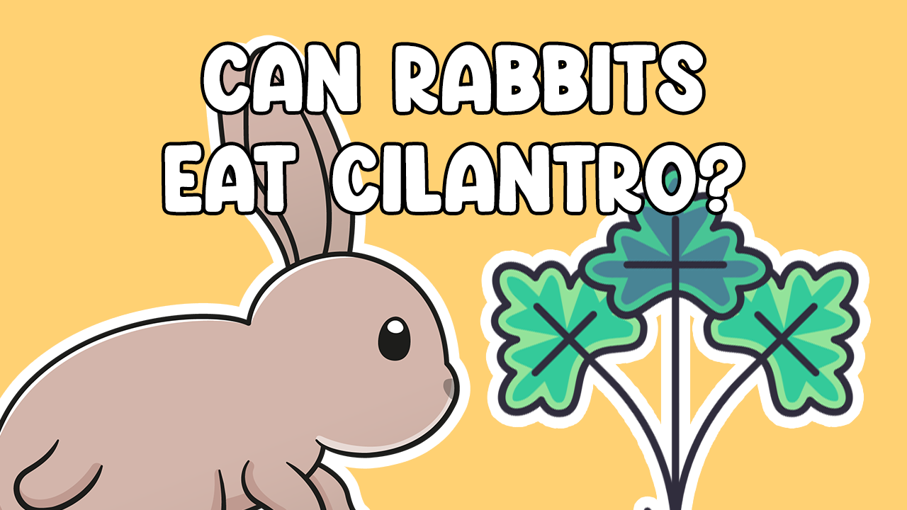 Can Bunnies eat Cilantro? Cottontail Club
