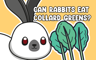 Can Rabbits Eat Collard Greens