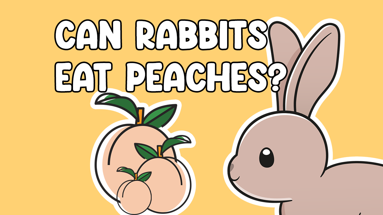 Can Bunnies Eat Peaches? Cottontail Club