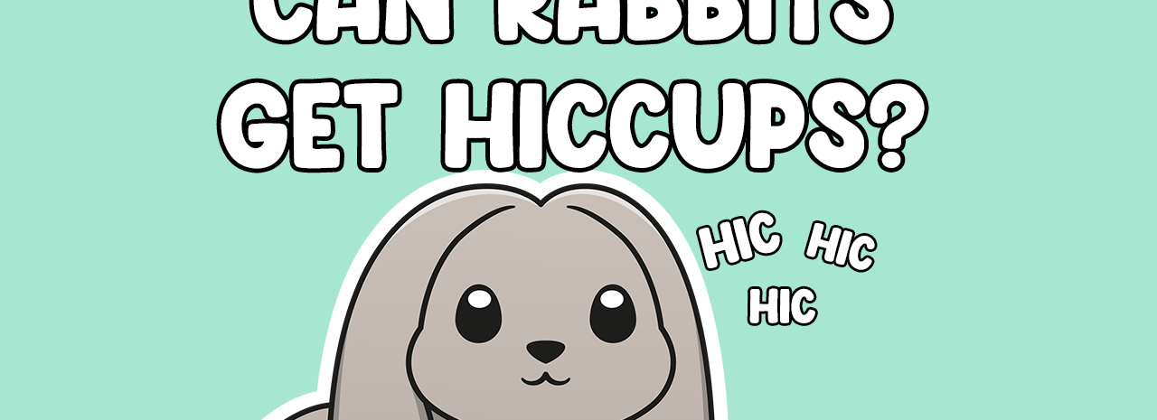 Can Rabbits get Hiccups