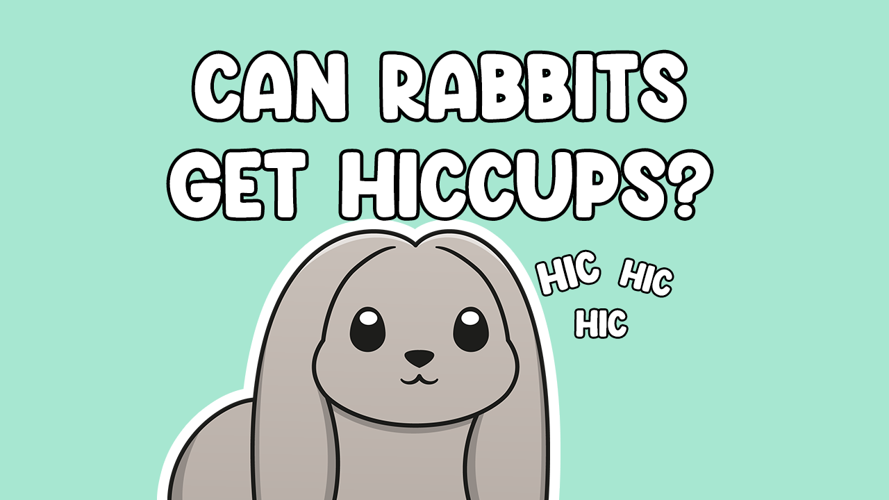 Can Rabbits Get Hiccups? And How To Stop Them Cottontail Club