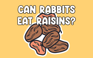 Can rabbits eat raisins