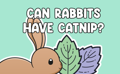 Can rabbits have catnip