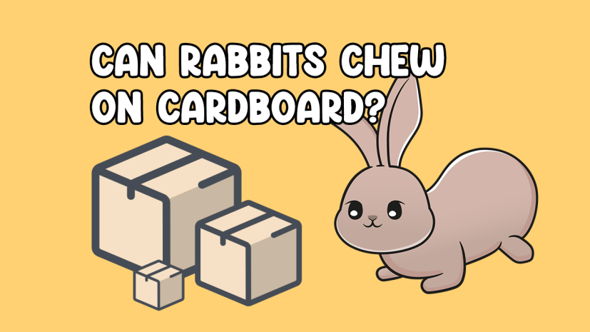 Can rabbits chew on cardboard?