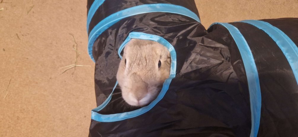 Cute rabbit in tunnel