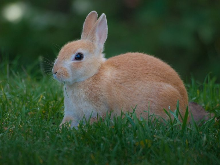 Do Rabbits Have Nipples? Yes, but that's not all! Cottontail Club