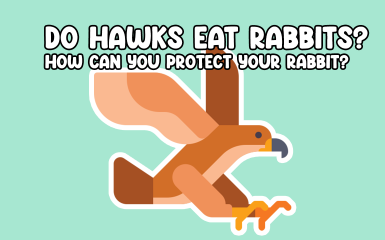 Do Hawks Eat Rabbits