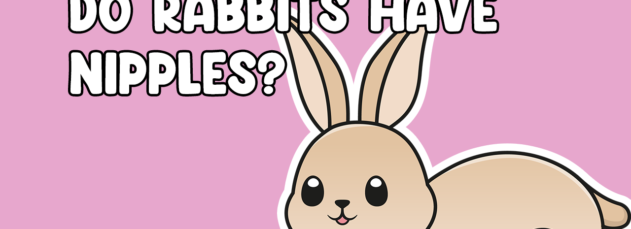 Do Rabbits Have Nipples