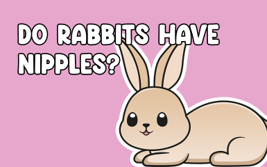 Do Rabbits Have Nipples