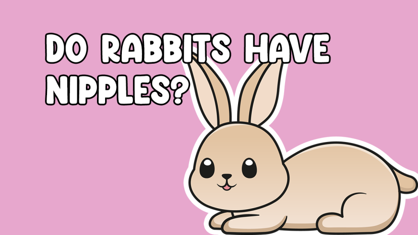 Do Rabbits Have Nipples