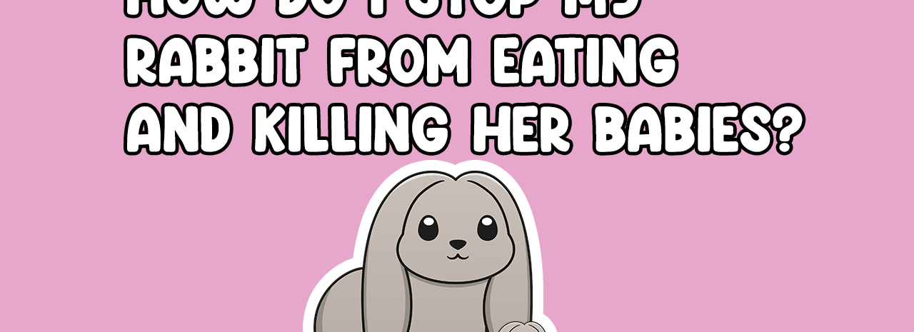 How to stop rabbit Killing her babies