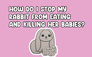 How to stop rabbit Killing her babies