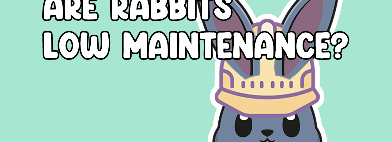 Are Rabbits Low Maintenance