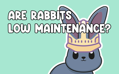 Are Rabbits Low Maintenance
