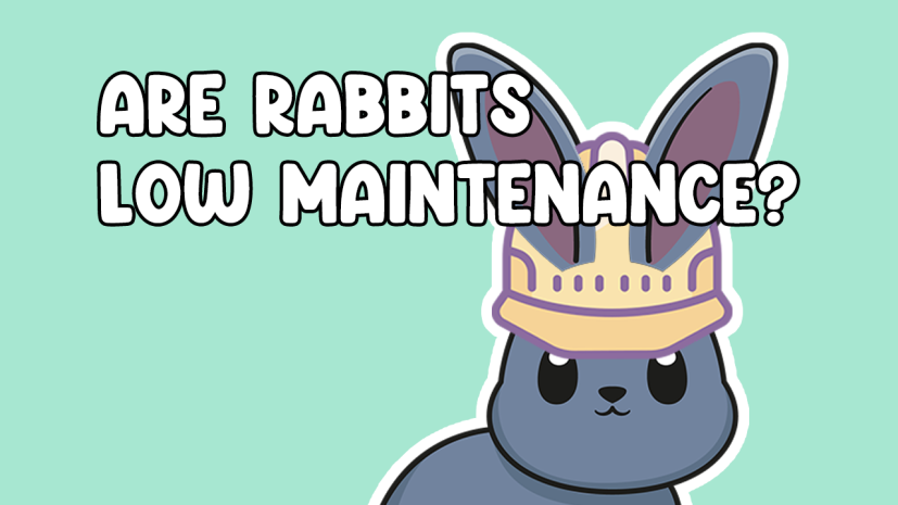 Are Rabbits Low Maintenance