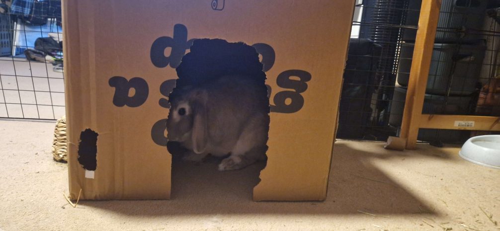 Rabbit hiding in a cardboard box they've chewed