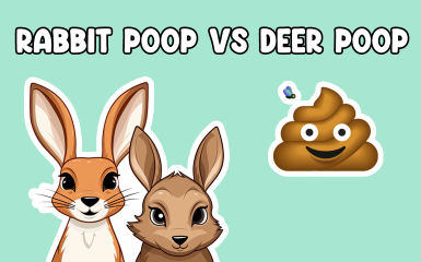 Rabbit Poop vs Deer Poop