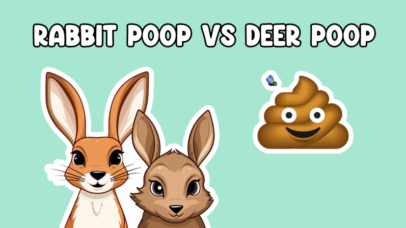 Rabbit Poop vs Deer Poop