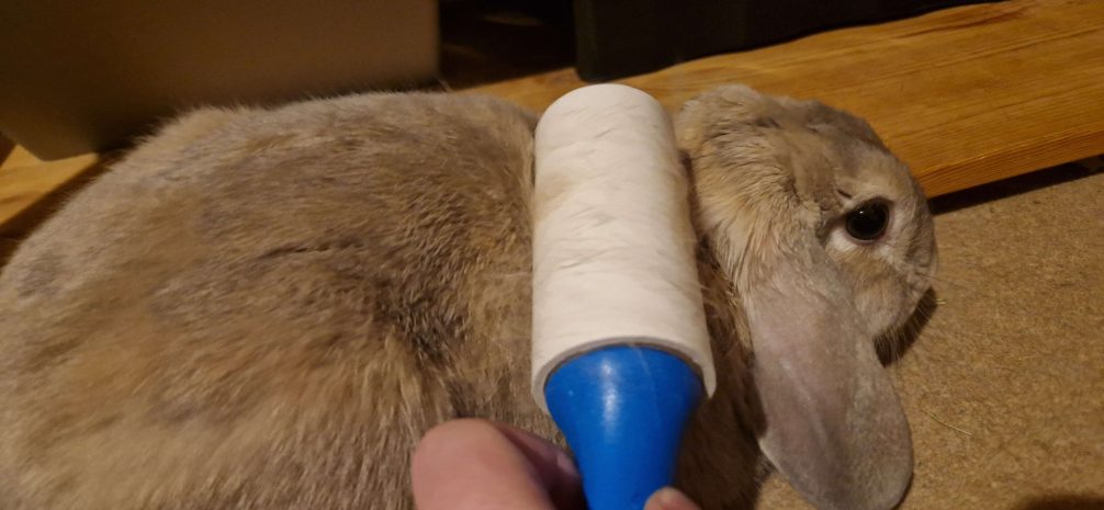 Rabbit spending time with owner whilst being lint rolled
