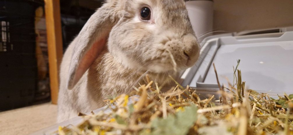 Rabbit eating treat hay